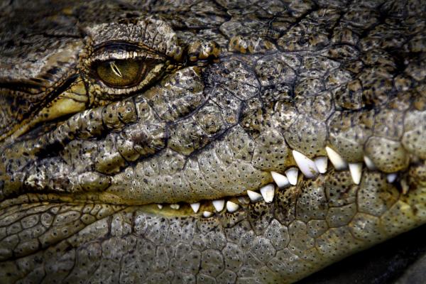 Crocodile