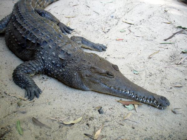 Crocodile