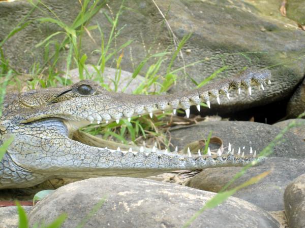 Crocodile