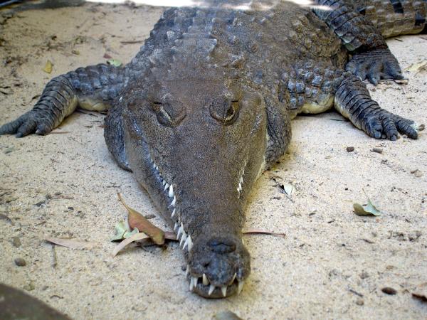 Crocodile