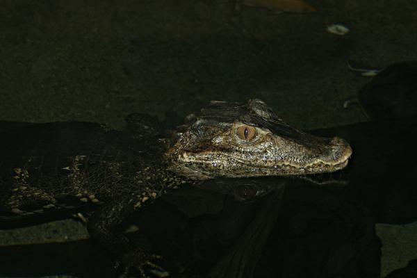 Crocodile