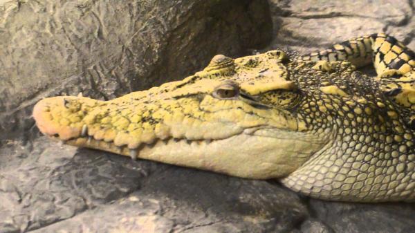 Crocodile