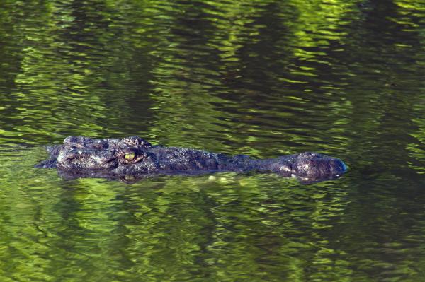Crocodile