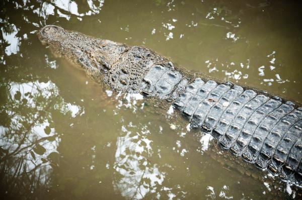 Crocodile