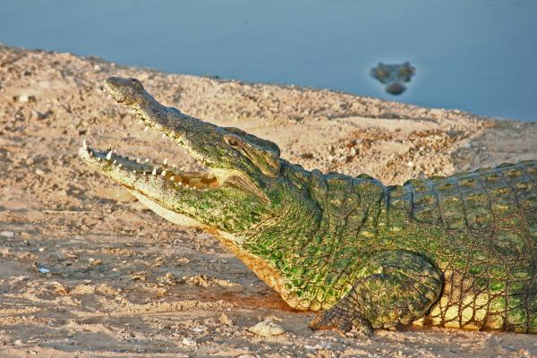 Crocodile on the Bank