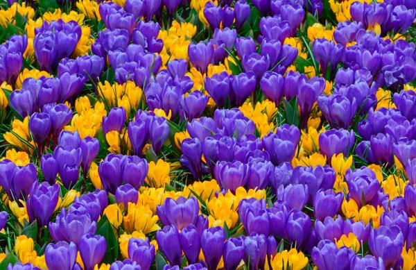 Crocus
