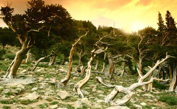 Crooked Trees Twist in the Orange Sky