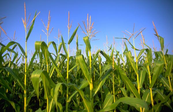 Crops