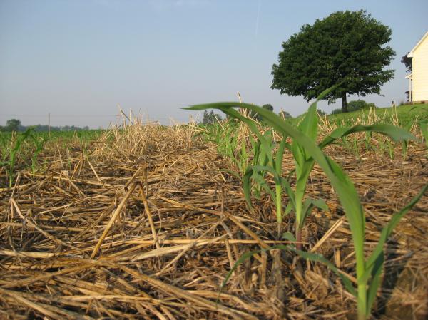 Crops