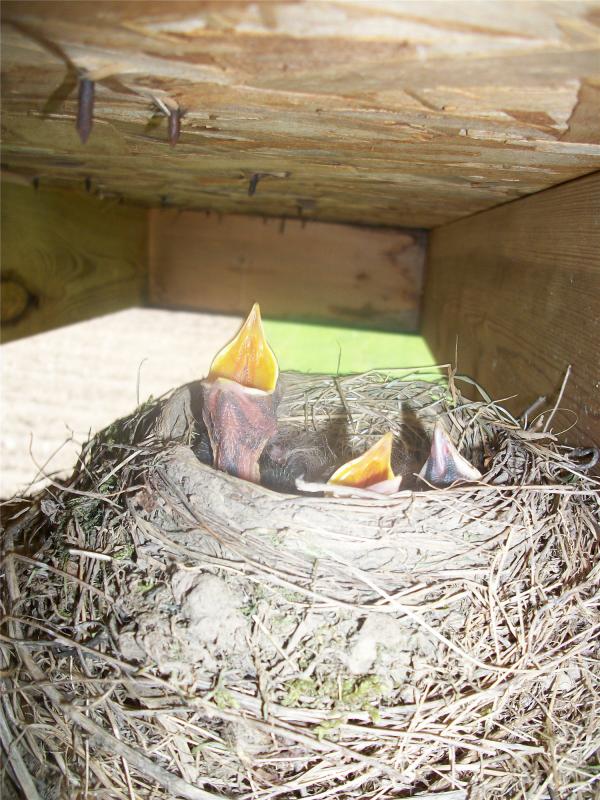 Crouching Photographer Hidden Birds