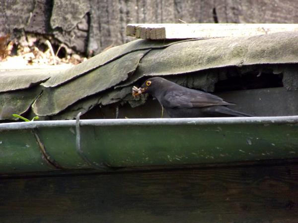 Crow with full mouth