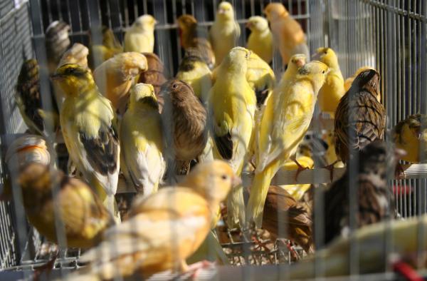 Crowded cage