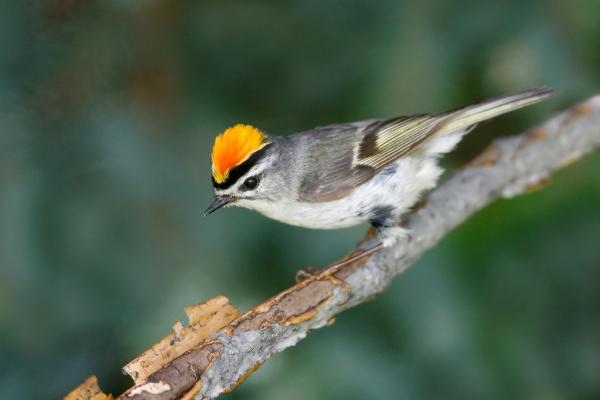 Crowned Bird