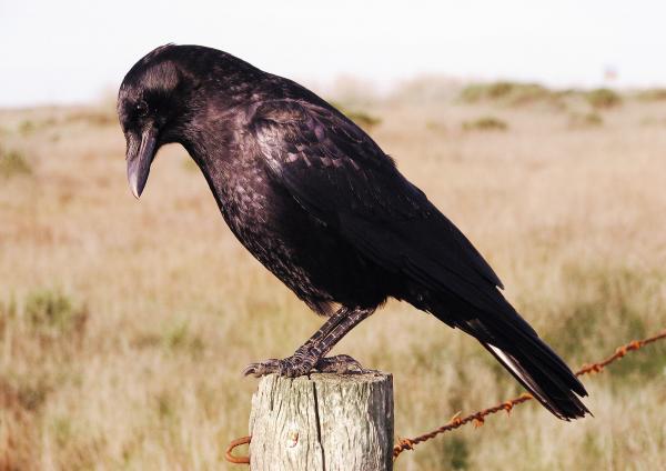 Crows