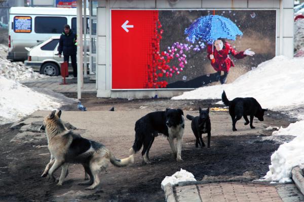 cubes breaks up dogs