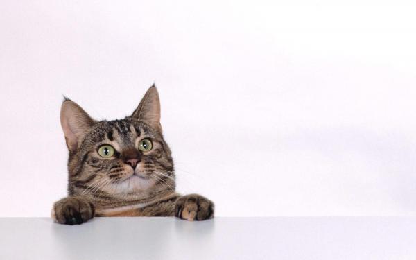 Curious cat
