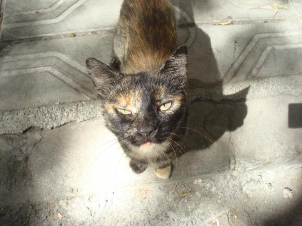 Curious cat