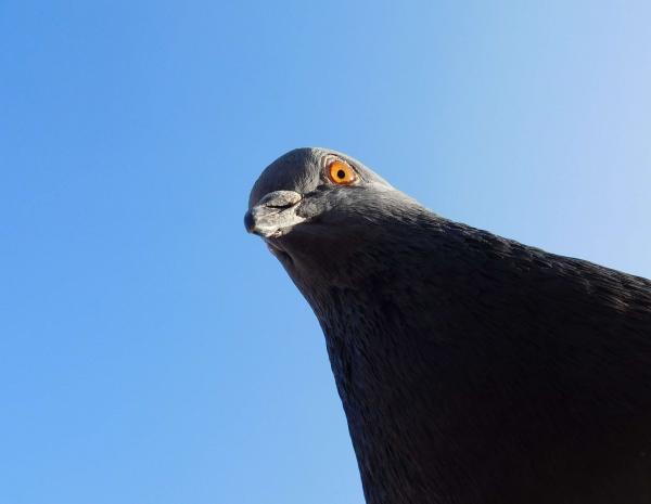 Curious dove