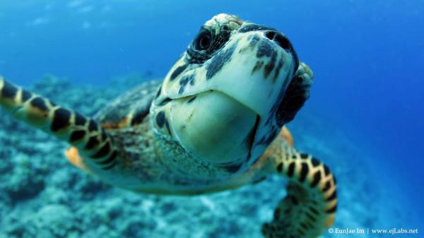 Curious Turtle