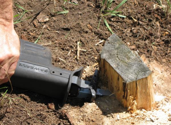 Cut Tree Stump