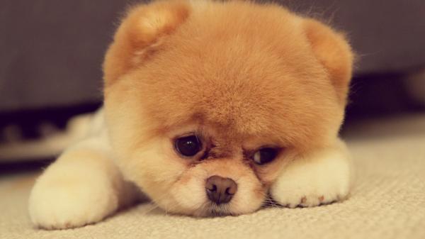 Cute dog