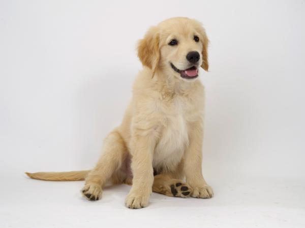 Cute Golden Retriever