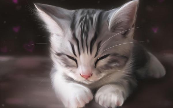 Sleeping Cat Face