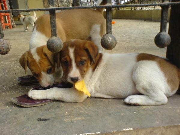Cute puppies