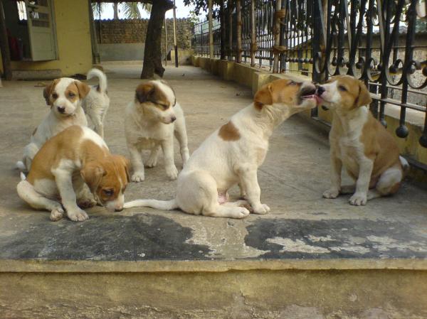 Cute puppies