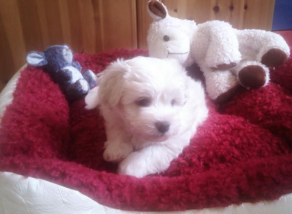 Cute Puppy