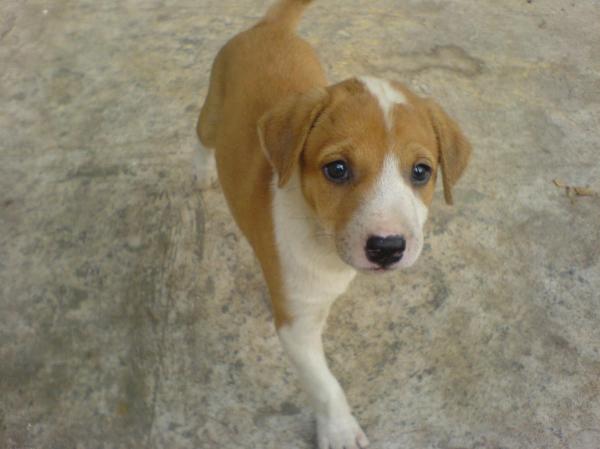 Cute puppy