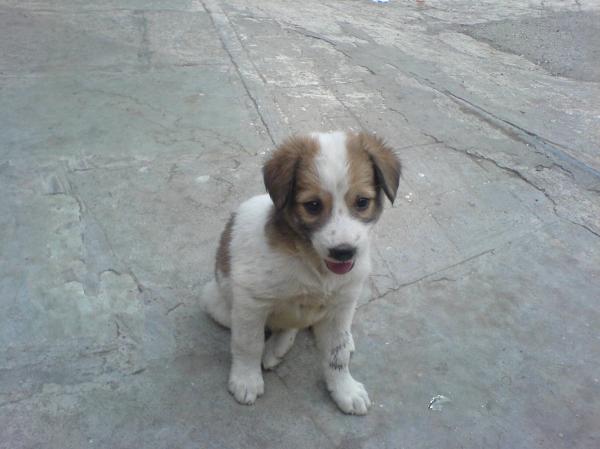Cute puppy