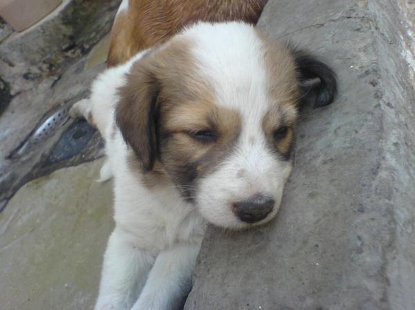 Cute puppy