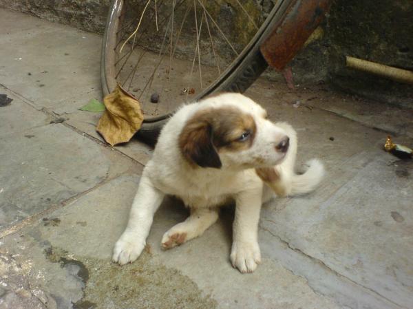 Cute puppy