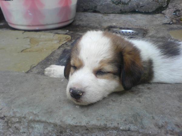 Cute puppy