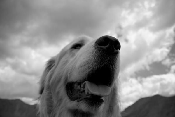 Cute Puppy