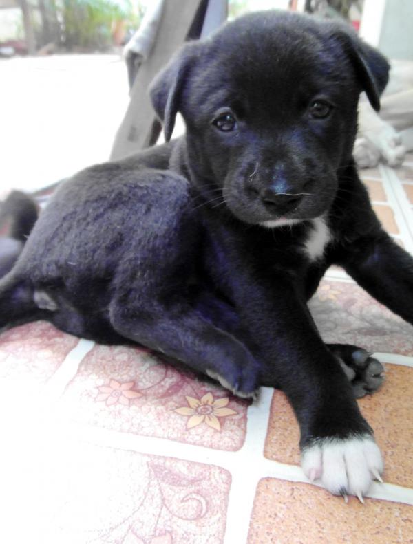 Cute Puppy