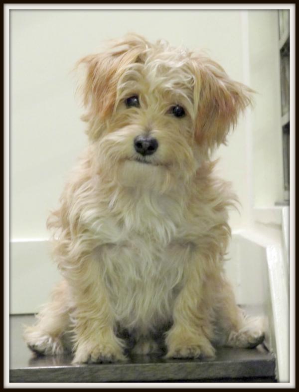 Cute, scruffy dog