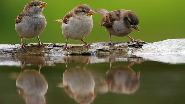 Sparrows