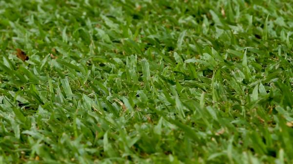Cutted bush