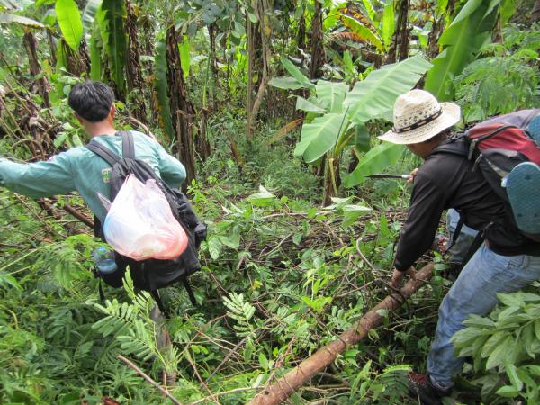 Cutting Jungles