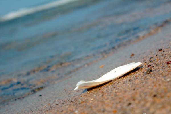 Cuttlefish on the beach