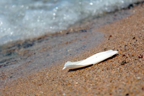 Cuttlefish on the beach
