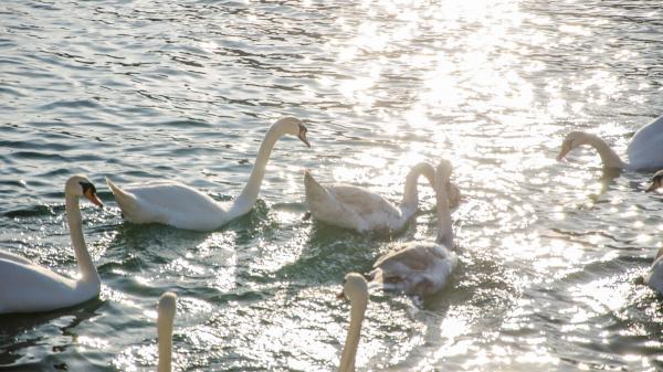 Cygnes au coucher de soleil