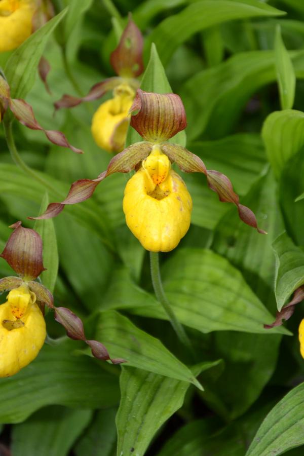 Cypripedium calceolus