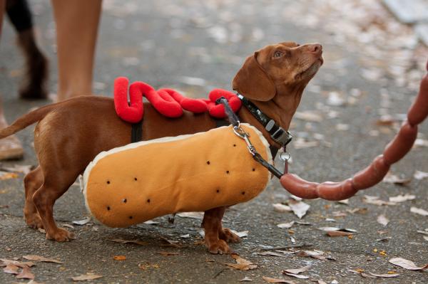 Dachshun