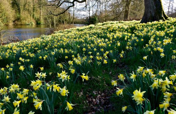 Daffodil near stream