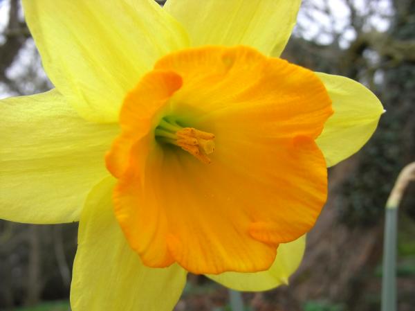 Daffodil