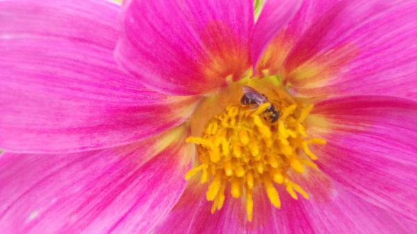 Dahlia