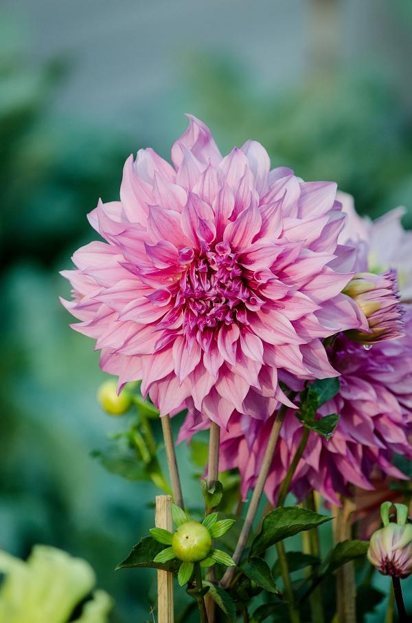 Dahlia Pink Flower